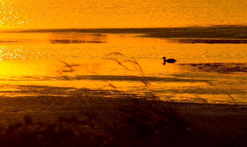 Duck Silhouette At Sunset